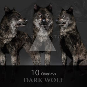 May include: Three dark wolves with textured fur are featured against a dark background. The wolves are in various poses, with one facing the viewer. The image includes the text "10 Overlays DARK WOLF".