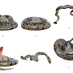 May include: A collection of images showing a large, brown and black snake in various poses. The snake is coiled, curled, and stretched out in different positions.