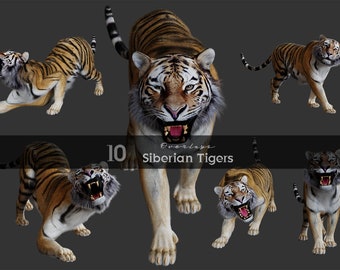 Siberian Tiger/Wild Animals/3D rendered/Animal Kingdom/Clipart/Overlay/Photomanipulation/Instant Download/PNG/Photoshop/Composite/Animals