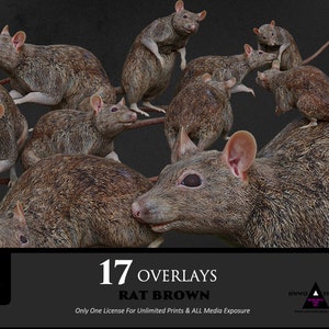 May include: A digital illustration of 17 brown rats in various poses. The image is labeled "17 Overlays Rat Brown" and "Only One License For Unlimited Prints & ALL Media Exposure".