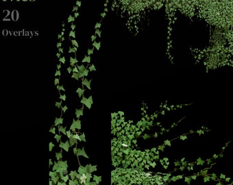 Rosen Efeu/Rosen/Rot/Ranken/Fantasy Pflanzen/Valentinstag/Romantisch/Dekoration/Clipart/Overlay/Instant  Download/PNG/Photoshop/Floral/Blumen - Etsy sterreich