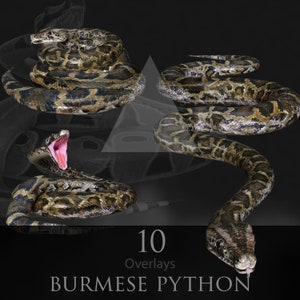 Pitão birmanês/cobra/réptil/selva/natureza/herpetologia/png/sobreposição/fantasia/renderizações 2D/imagem de estoque/photoshop/clipart/serpente/reptiliano