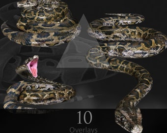 Birmese python/slang/reptiel/jungle/natuur/herpetologie/PNG/overlay/fantasie/2D-renders/stockafbeelding/photoshop/clipart/slang/reptiel