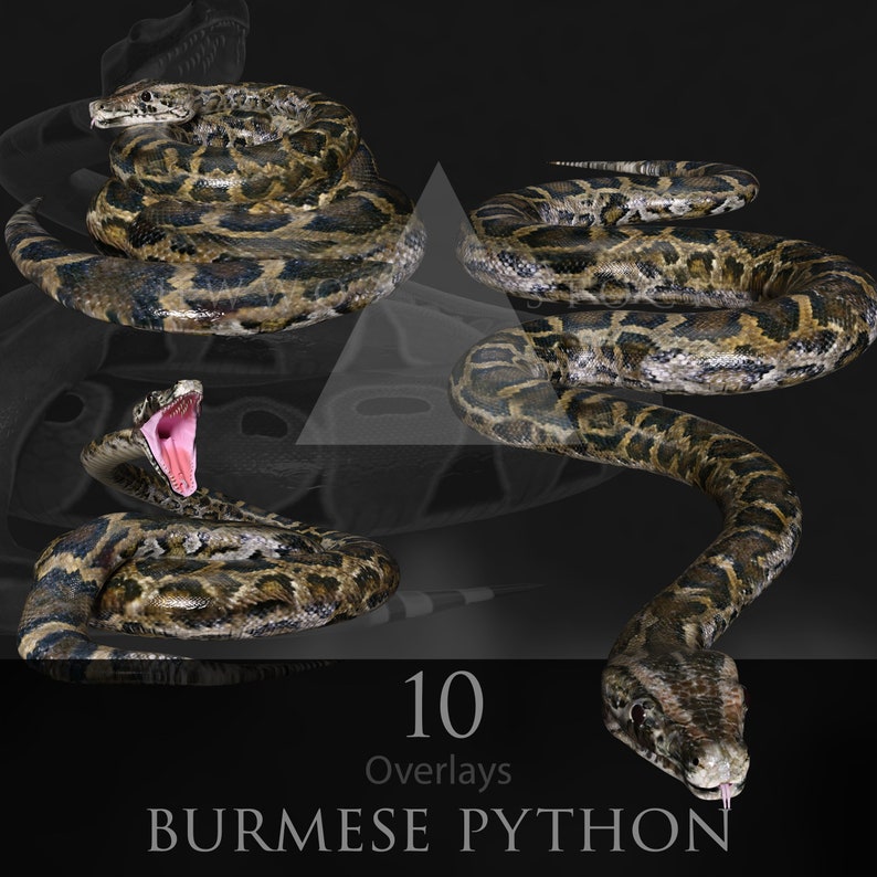 May include: A digital artwork showcasing four Burmese pythons in different positions. The snakes display brown and tan markings. One snake is depicted with its mouth open, revealing a pink interior. The image includes the text "10 Overlays" and "Burmese Python".