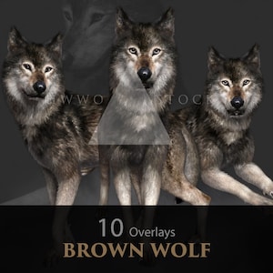 Peut inclure: Image numérique de trois loups bruns avec des textures de fourrure détaillées sur fond sombre. Le texte "10 Overlays BROWN WOLF" est inclus. Les loups, aux yeux perçants, sont représentés dans diverses poses, créant une composition dynamique.