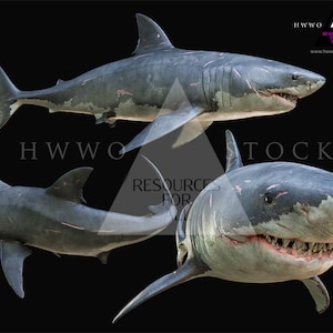 White Shark/Great Shark/Composite/PNGS/PNG/Overlay/Overlays/Underwater/Fish/Predator/2D renders/2Drendered/photoshop/photography/sharks