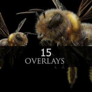 Bee/Animals/Insect/Composite/QUEEN/PNG/Overlay/Overlays/3D rendered/Wild Animals/Wild Life/stock images/photoshop/creative photography