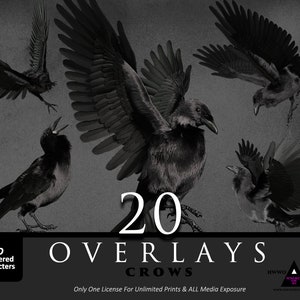 Krähe/Rabe/Vögel/Halloween/Goth/Composite/PNGS/PNG/Overlay/Overlays/Tiere/Fantasy/Witchy Vibes/2D Rendert/2Drendered/Photoshop/Fotografie