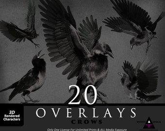 Crow/Raven/Birds/Halloween/Goth/Composite/PNGS/PNG/Overlay/Overlays/Animals/fantasy/Witchy Vibes/2D renders/2Drendered/photoshop/photography