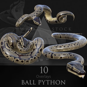 May include: Three different poses of a ball python snake. The snake is a light brown color with darker brown markings. The snake is curled up in a ball in one pose, and in a more stretched out pose in the other two. The image is labeled "10 Overlays Ball Python".