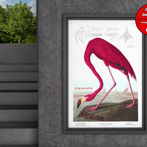 Pink Flamingo A1 Poster Print from Birds of America  by John James Audubon, Robert Havell, Bird Print, Animal Print, Pink Flamingo download