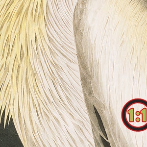 Op de afbeelding: Close-up van de veren van een vogel, die de ingewikkelde details van het witte en gele verenkleed laten zien. De veren zijn gerangschikt in een patroon van overlappende lagen, waardoor een textuur ontstaat.