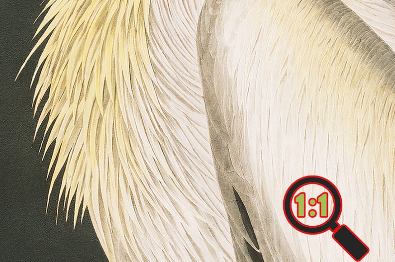 Op de afbeelding: Close-up van de veren van een vogel, die de ingewikkelde details van het witte en gele verenkleed laten zien. De veren zijn gerangschikt in een patroon van overlappende lagen, waardoor een textuur ontstaat.