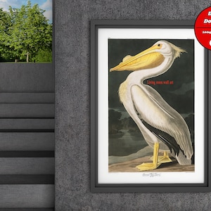 White Pelican A2 Poster Print from Birds of America  by John James Audubon, Robert Havell, Bird Print, Animal Print, White Pelican download