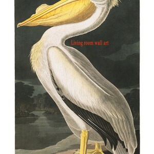 Op de afbeelding: Een vintage illustratie van een Amerikaanse witte pelikaan, een grote witte vogel met een lange gele snavel en zwarte markeringen op zijn vleugels, staand op een bruine ondergrond in de buurt van een waterpartij. De illustratie is getiteld "American White Pelican, PELICANUS AMERICANUS, nat. size."