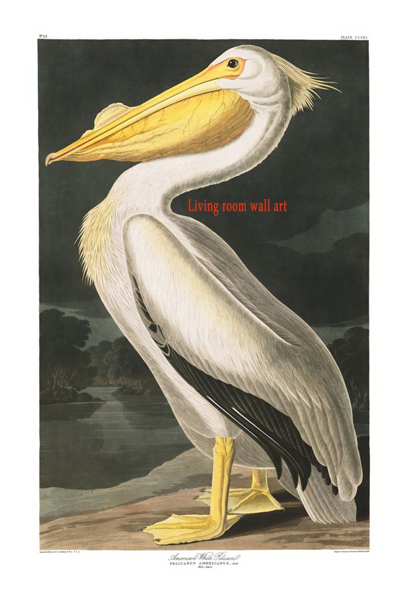 Op de afbeelding: Een vintage illustratie van een Amerikaanse witte pelikaan, een grote witte vogel met een lange gele snavel en zwarte markeringen op zijn vleugels, staand op een bruine ondergrond in de buurt van een waterpartij. De illustratie is getiteld "American White Pelican, PELICANUS AMERICANUS, nat. size."