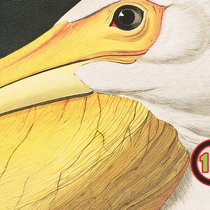 Op de afbeelding: Close-up van de kop en snavel van een witte pelikaan. De snavel is geel met een vleugje oranje en heeft een getextureerd oppervlak. Het oog is zwart met een rode ring eromheen.