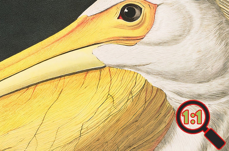 Op de afbeelding: Close-up van de kop en snavel van een witte pelikaan. De snavel is geel met een vleugje oranje en heeft een getextureerd oppervlak. Het oog is zwart met een rode ring eromheen.