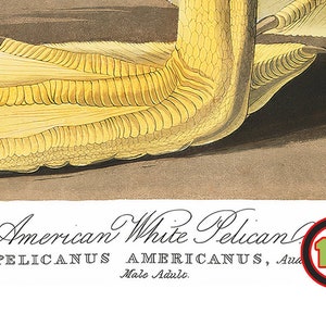 Op de afbeelding: Close-up van een gele vogelpoot met zwemvliezen. De tekst "American White Pelican PELICANUS AMERICANUS, Adult Male" staat onder de afbeelding.