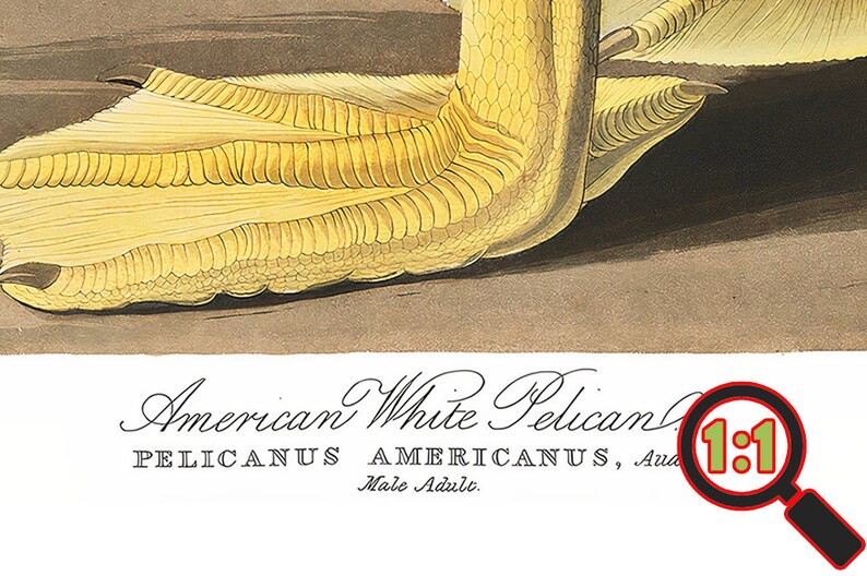 Op de afbeelding: Close-up van een gele vogelpoot met zwemvliezen. De tekst "American White Pelican PELICANUS AMERICANUS, Adult Male" staat onder de afbeelding.