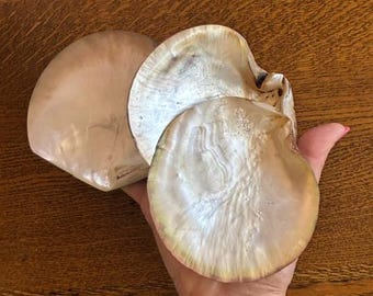 Polished Mother of Pearl Oyster Shells - (3) Decorative Oyster Shells - Coastal Decor