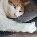 Alexander