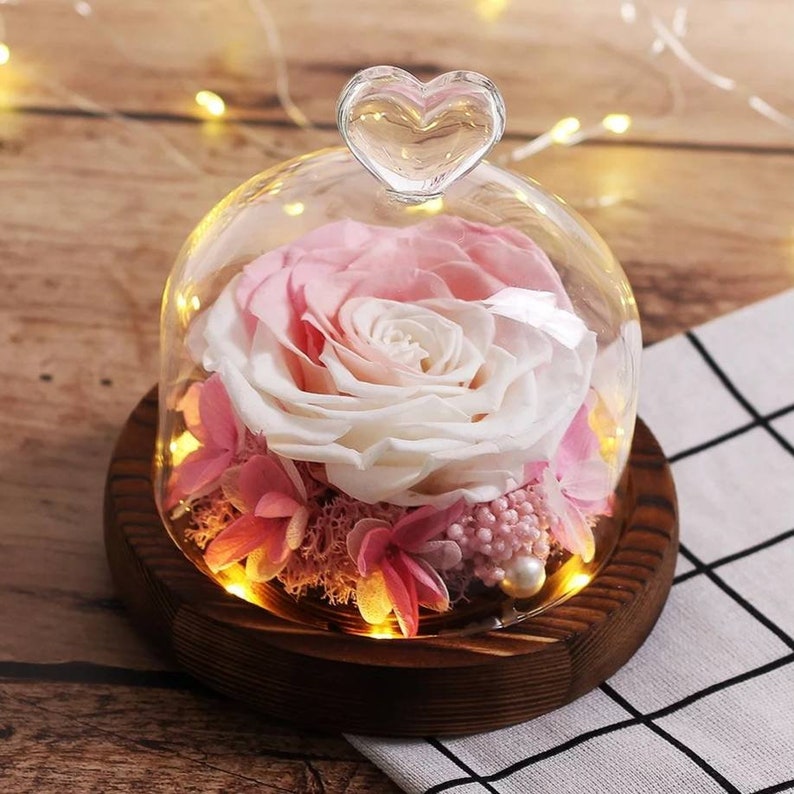 Forever rose in a dome preserved rose multicolor rose Etsy