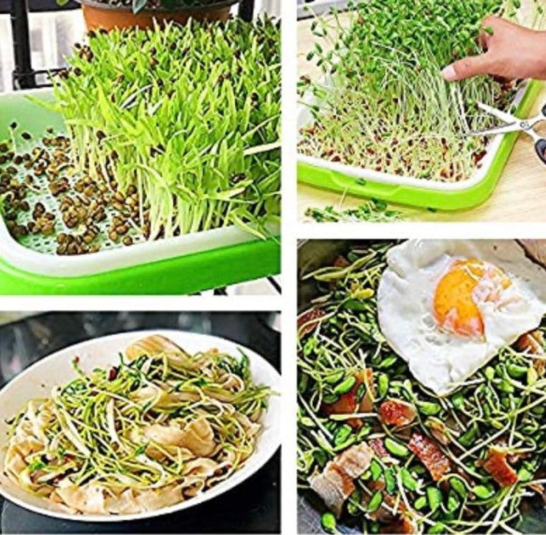 Diy Sprouting Tray Pin on Sprouting / Transfer the seeds to the sprouting tray and rinse them