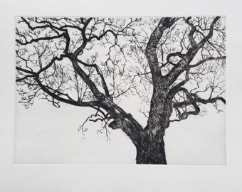 Print - Drypoint - New York Magnolia