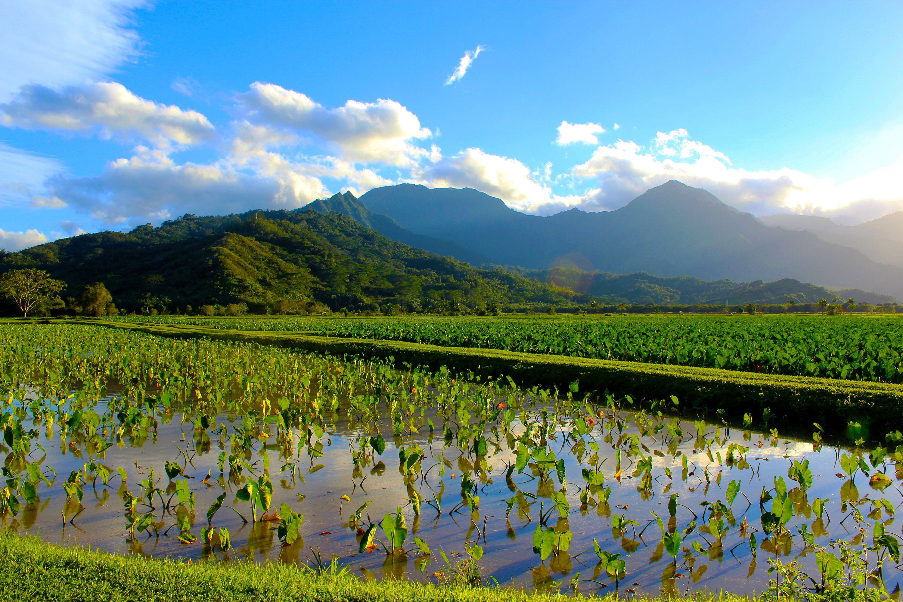 Hanalei, Kauai, Hawaii, Taro Field, Tropical Print, Digital Download