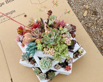 A Succulent arrangement| succulent planter | succulent centerpiece |succulents | weddings| Gifts| decor|bday|Sympathy Gift