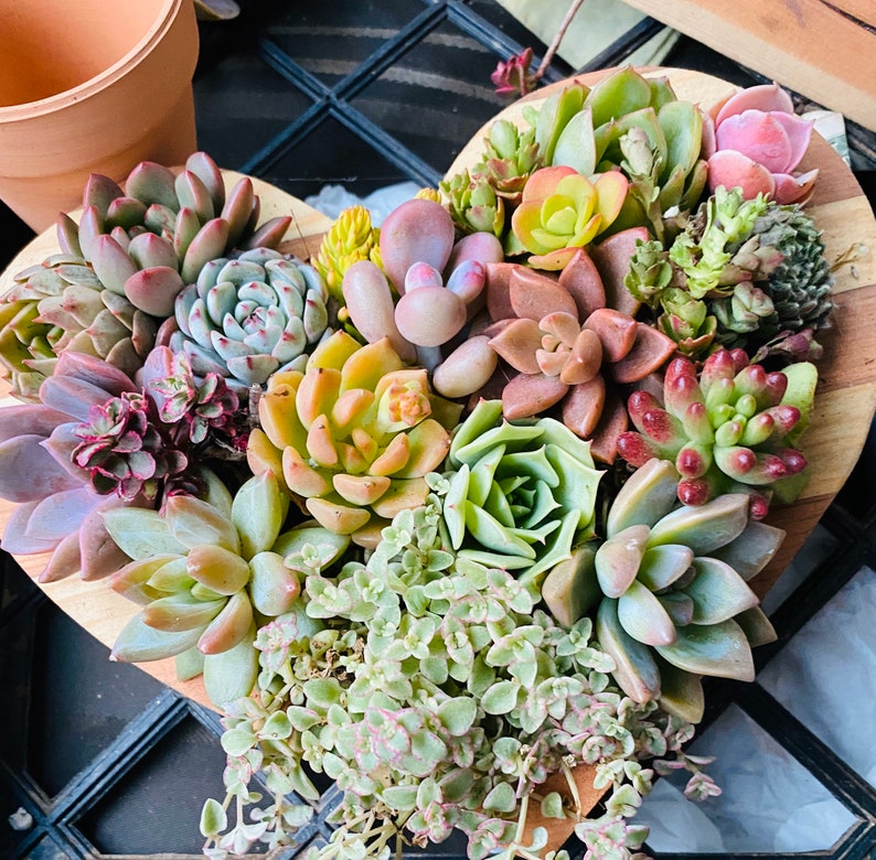 Succulent Arrangement  Succulent Planter  Succulent image 1