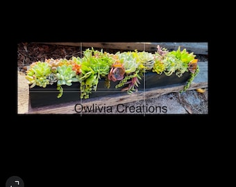 Succulent Planter Box , Succulent Arrangement , Succulent Centerpiece, Sympathy Flowers