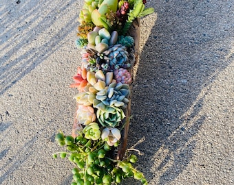 Succulent Planter  | Succulent Arrangement | Succulent Centerpiece |Driftwood planter |Birthday Gift Box |Sympathy flowers, wedding decor
