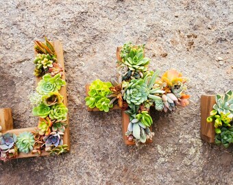 A-Z, 0-10 A Mongram Succulent Planter , Succulent Arrangement | Succulent Letter |