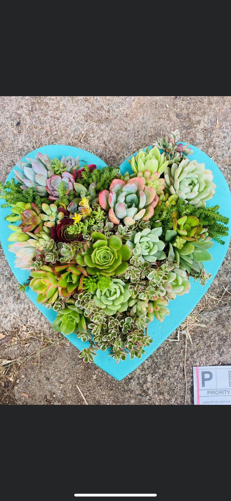 Succulent Arrangement  Succulent Planter  Succulent image 8