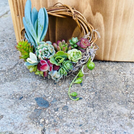 Mini Succulent Wreath Friend Gift Send a Gift Mini Succulent Wreath Decor Friend Gift Box Mini Gemstone Wreath Be Brave Gift