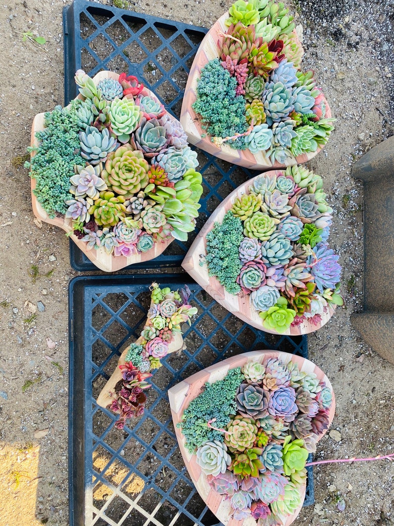 Succulent Arrangement  Succulent Planter  Succulent image 7