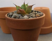 4 quot or 6 quot Terracotta Pots for plants