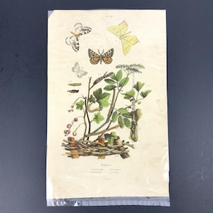 Vintage Botanical & Moth Kunstdruck 11 x 7 Natural Wall Decor