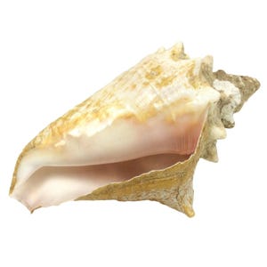 Queen Conch Sea Shell Florida Beach 9 inch Nautical Decor Pink Beige