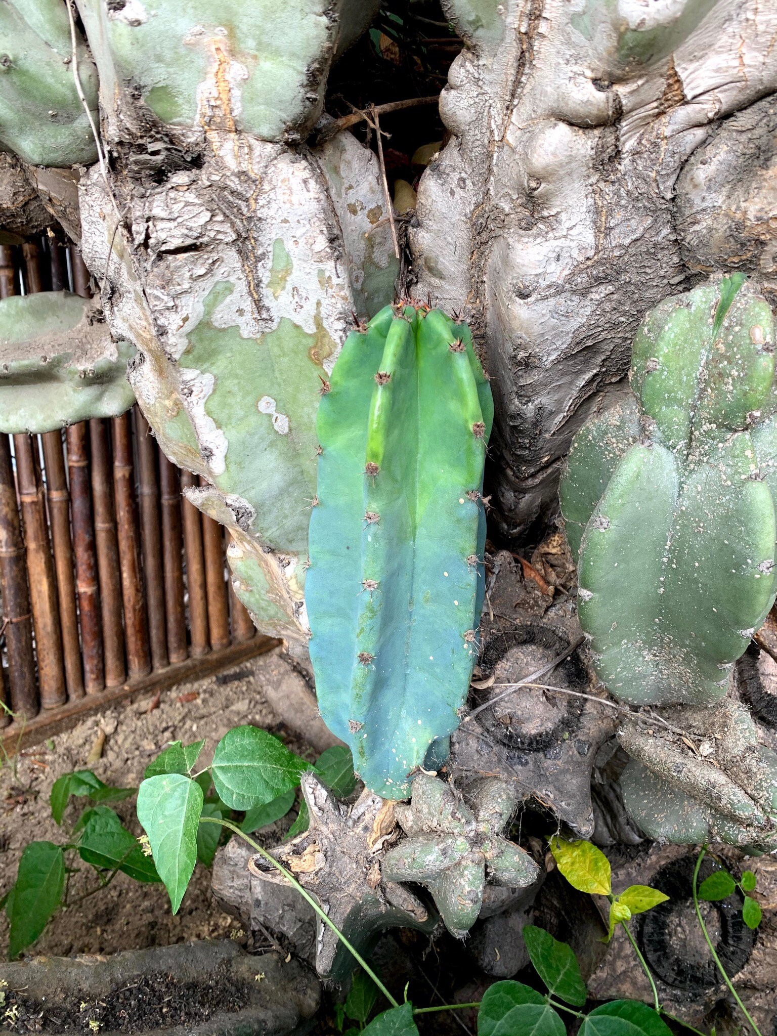 From Ancient Ritual To Modern Use: The Peruvian Apple Cactus - 67np6mo