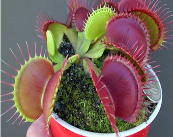 50Pcs Catching Flies Mosquitoes Seeds Plants carnivorous plant Perennial Potted