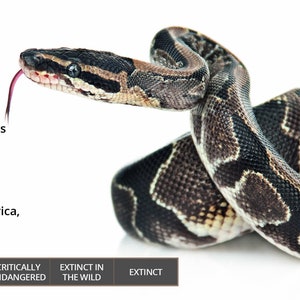 Etiqueta do gabinete do réptil Adesivo Royal Python Information - Papel de vinil brilhante resistente à água - Presente perfeito para répteis - Adesivo Gecko