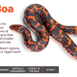 reptile enclosure labels Kenyan Sand Boa Information sticker - Glossy vinyl water-resistant paper - Perfect reptile gift - Snake sticker