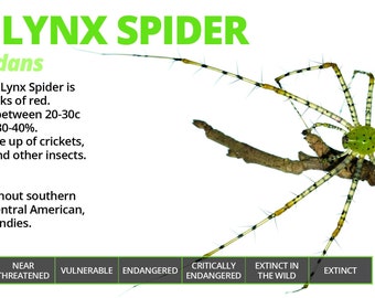 Lynx Decoration Etsy Uk