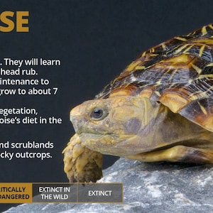 Gepersonaliseerde Pannenkoekschildpad Informatiesticker - Decoratie voor Vivarium / Terrarium - Perfect reptielcadeau - Glanzend vinyl