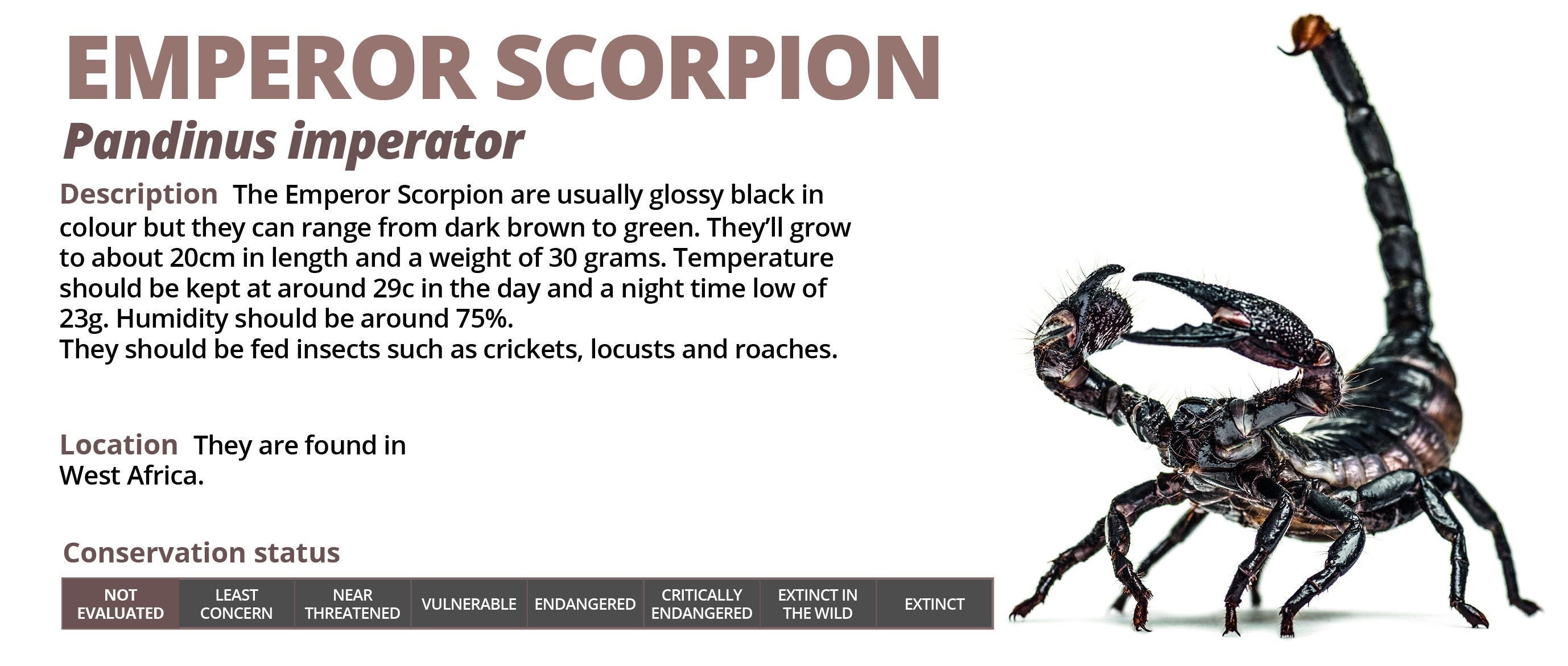 Personalised Emperor Scorpion Information Sticker Decoration - Etsy