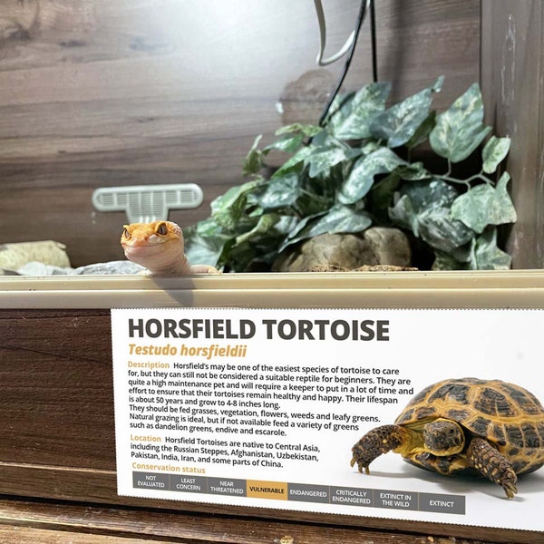 Personalised Horsfield Tortoise Information Sticker - Decoration for Vivarium / Terrarium - Perfect Reptile Gift - Glossy Vinyl