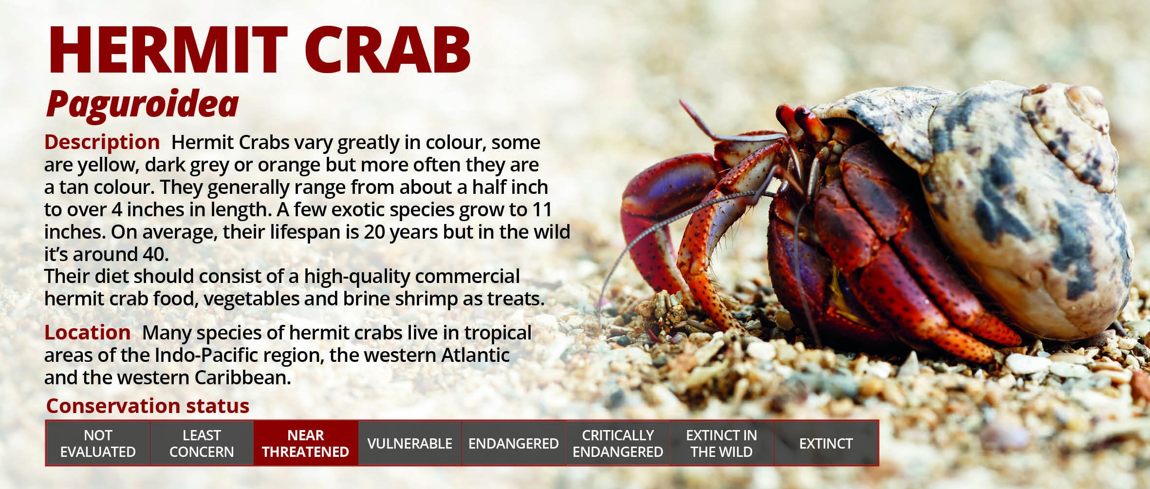 Personalised Hermit Crab Information Sticker Decoration for Etsy